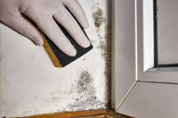 Best Mold-Related Health Consultation  in Ada, OK